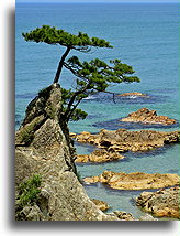 Umbrella tree::Sea of Japan, Japan::