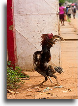 Uliczna walka kogutów::Ambalavao, Madagaskar::