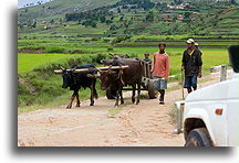 Wóz zaprzeżony w woły zebu::Antoetra, Madagaskar::