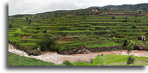 Rice Terraces::Central Highlands, Madagascar::