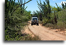 Road in Spiny Forest::Ifaty, Madagascar::