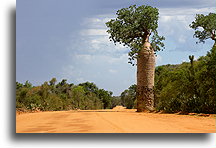 Baobab Tree::Ifaty, Madagascar::