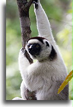Lemur sifaka #1::Isalo, Madagaskar::