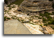 Lizard on the Rock::Isalo, Madagascar::