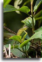O'Shaughnessy's Chameleon::Ranomafama, Madagascar::