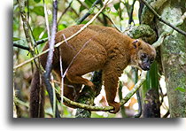 Lemur czerwonobrzuchy #1::Ranomafama, Madagaskar::