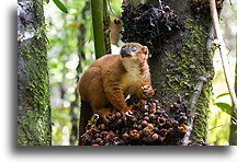 Red-bellied Lemur #2::Ranomafama, Madagascar::