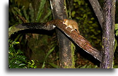 Mouse Lemur::Ranomafama, Madagascar::