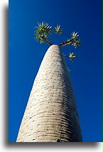 Fony Baobab::Ankilibe, Madagascar::