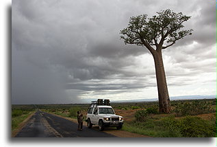 Baobab Grandidiera::Południowo-zachodni Madagaskar::