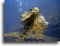 Żółty koral w krztałcie wachlarza::Bali, Indonezja::
