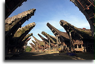 Tongkonan Houses::Tana Toraja, Sulawesi Indonesia::