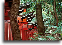 Ścieżka tori #4::Świątynia Fushimi Inari Taisha, Kioto, Japonia::