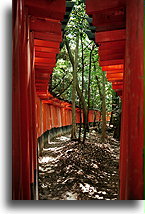 Ścieżka tori #5::Świątynia Fushimi Inari Taisha, Kioto, Japonia::
