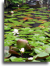 The Pond in Taizo-in #2::Taizo-in Temple, Kyoto, Japan::