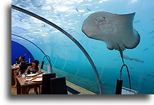 Diner Next to Stingray::Ithaa, Underwater Restaurant, Maldives::