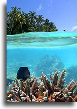 Rafa koralowa w pobliżu Rangalifinolhu::Malediwy::