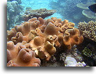 Miękki koral::Malediwy::