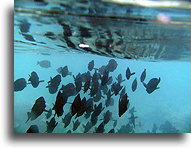 Ławica ryb tuż pod powierzchnią::Malediwy::