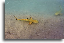 Yellow Sharks::Maldives::