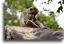 Monkey with a Baby::Monkeys and Elephants, Sri Lanka::