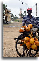 Sprzedawca kokosów::Galle, Sri Lanka::