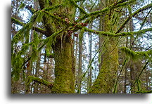 Forest in Stanley Park #1::Vancouver, British Columbia, Canada::