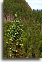 Tree top::Gaspe, Quebec, Canada::