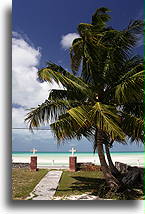 Palm Tree in Bain Town::Cat Island, Bahamas::