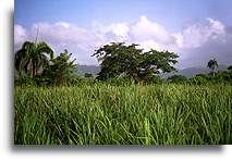 Sugar Cane Field::Dominican Republic, Caribbean::