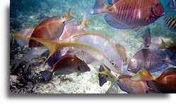 Fish in Atlantic Ocean #1::Dominican Republic, Caribbean::