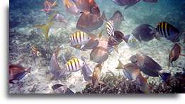 Fish in Atlantic Ocean #2::Dominican Republic, Caribbean::