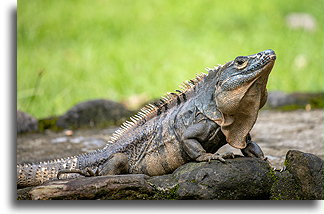Oaxacan spiny-tailed iguana::Ojochal, Costa Rica::