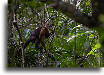 Mantled Howler::Reserva Natural Cabo Blanco, Costa Rica::