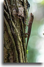 Mała jaszczurka::Reserva Natural Cabo Blanco, Kostaryka::