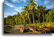 Drewno wyrzucone na brzeg::Playa Margerita, Nicoya, Kostaryka::