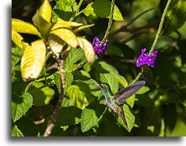 Lesser Violetear Hummingbird::Uvita, Costa Rica::
