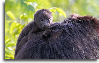 Baby Yucatán Black Howler::Tikal, Guatemala::