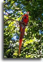 Scarlet Macaw::Copán, Honduras::