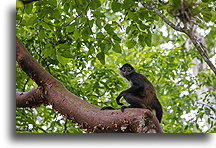 Yucatan Spider Monkey::Calakmul, Campeche, Mexico::