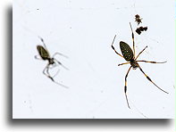 Orb Weaver Spiders::Ixtaczoquitlán, Veracruz, Mexico::