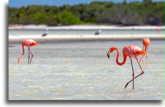 Flamingi #3::Wyspa Holbox, Quintana Roo, Meksyk::