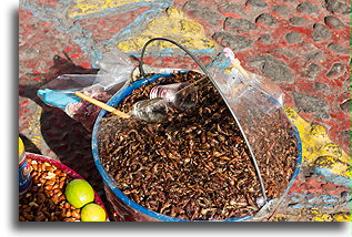 Chapulines czyli koniki polne::Puebla, Puebla, Meksyk::