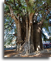 Drzewo z Tule::Santa Maria del Tule, Oaxaca, Meksyk::