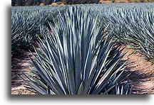 Blue Agave Field::Tequila, Jalisco, Mexico::