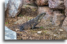Mexican spiny-tailed iguana::Uxmal, Yucatán, Mexico::