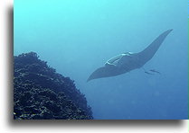 Manta Ray in Bora Bora::Bora Bora, French Polynesia::