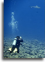 Obserwując rekiny w miejscu Tapu Nui::Bora Bora, Polinezja Francuska::