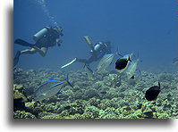 Two Divers::Bora Bora, French Polynesia::