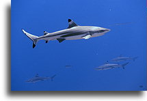 Many Blacktip Reef Sharks::Bora Bora, French Polynesia::